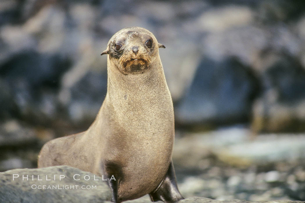 Guadalupe fur seal, pup. Guadalupe Island (Isla Guadalupe), Baja California, Mexico, Arctocephalus townsendi, natural history stock photograph, photo id 00972