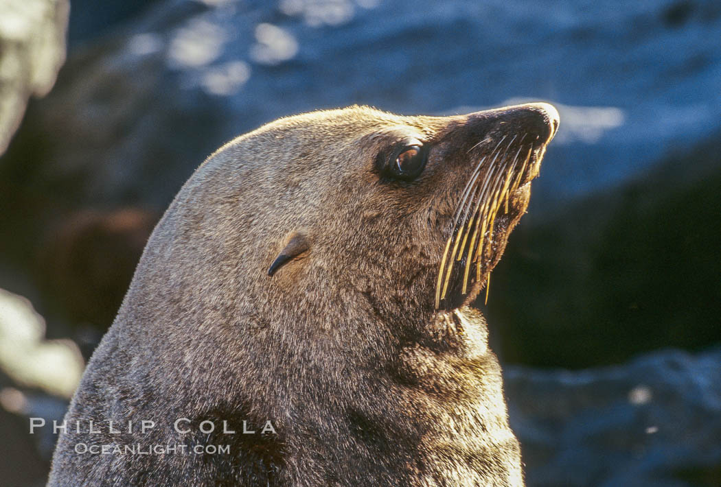 Guadalupe fur seal, pup. Guadalupe Island (Isla Guadalupe), Baja California, Mexico, Arctocephalus townsendi, natural history stock photograph, photo id 01952