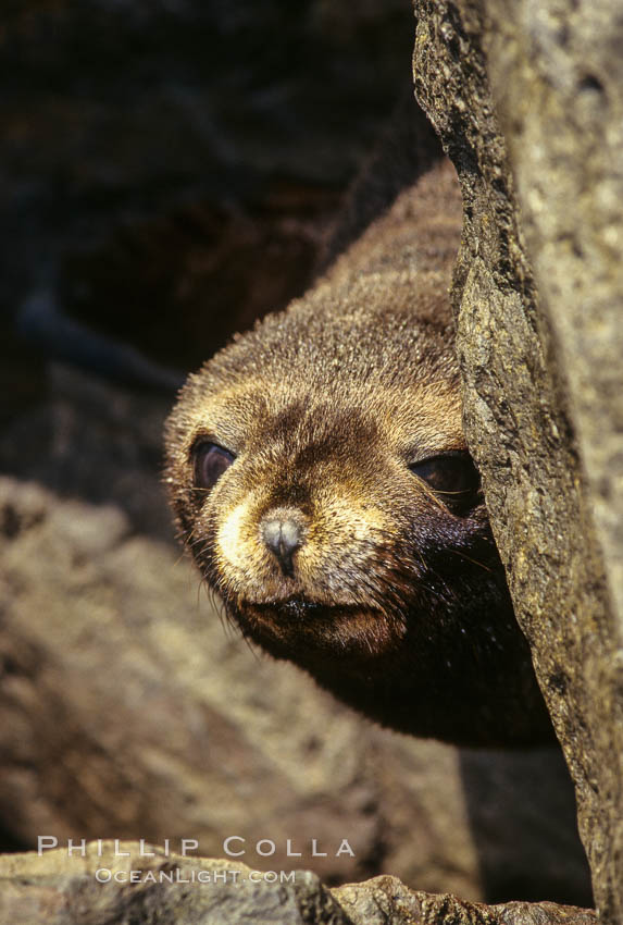 Guadalupe fur seal pup. Guadalupe Island (Isla Guadalupe), Baja California, Mexico, Arctocephalus townsendi, natural history stock photograph, photo id 02140