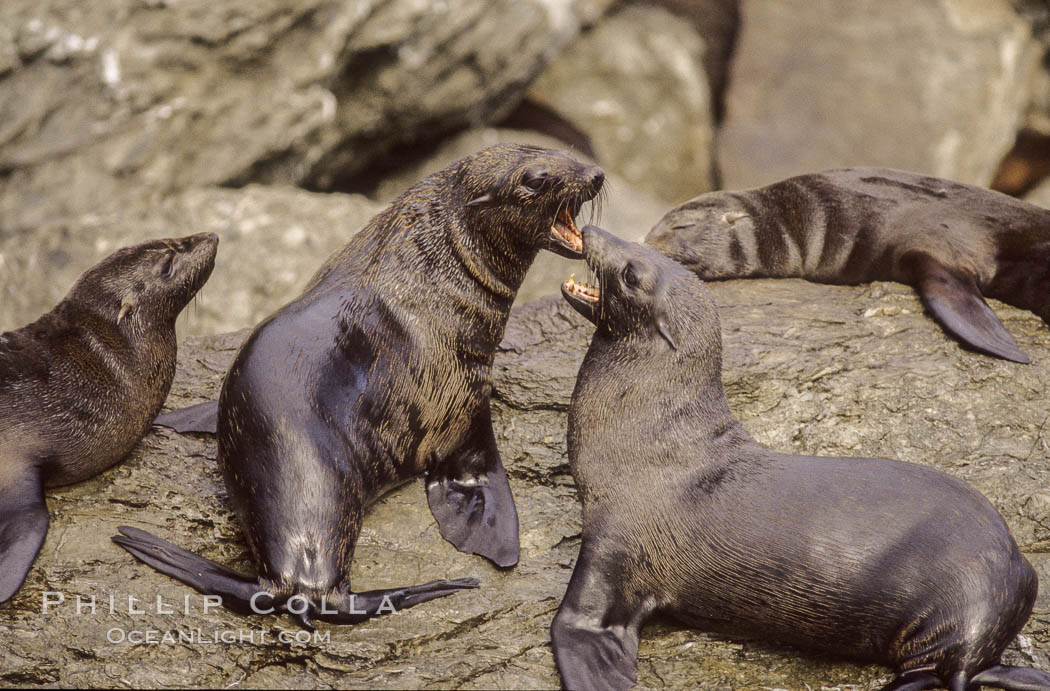 Guadalupe fur seals, two males fighting, Islas San Benito. San Benito Islands (Islas San Benito), Baja California, Mexico, Arctocephalus townsendi, natural history stock photograph, photo id 02296