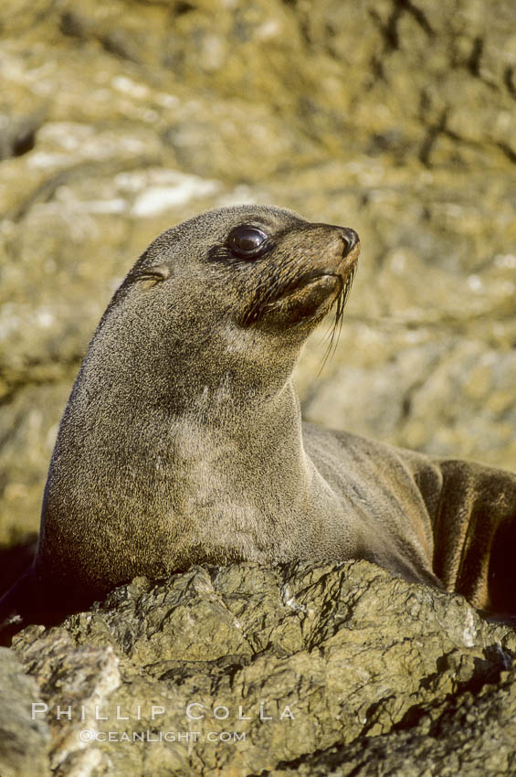 Guadalupe fur seal, San Benito Islands. San Benito Islands (Islas San Benito), Baja California, Mexico, Arctocephalus townsendi, natural history stock photograph, photo id 02103