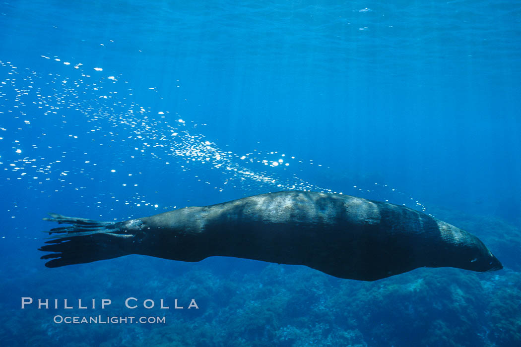 Guadalupe fur seal, bubbles emitted by dense fur coat. Guadalupe Island (Isla Guadalupe), Baja California, Mexico, Arctocephalus townsendi, natural history stock photograph, photo id 02367