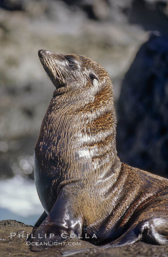 Guadalupe fur seal, bull. Guadalupe Island (Isla Guadalupe), Baja California, Mexico, Arctocephalus townsendi, natural history stock photograph, photo id 00973