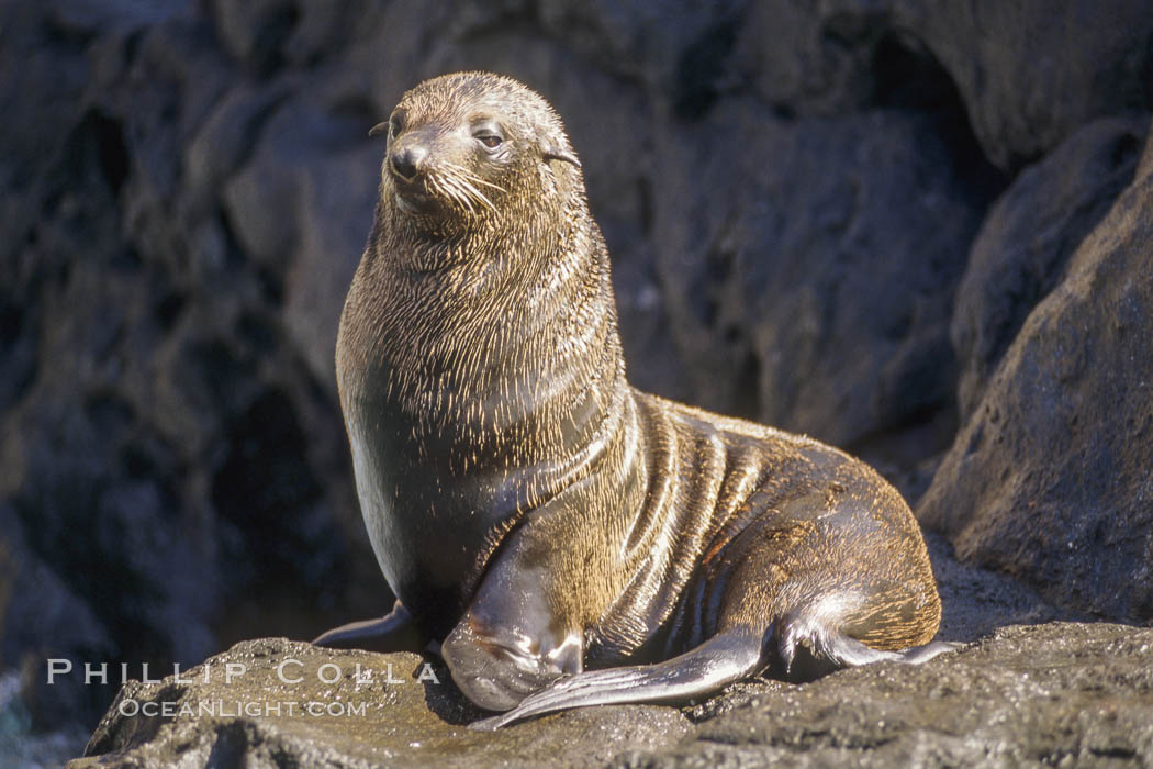 Guadalupe fur seal. Guadalupe Island (Isla Guadalupe), Baja California, Mexico, Arctocephalus townsendi, natural history stock photograph, photo id 01949