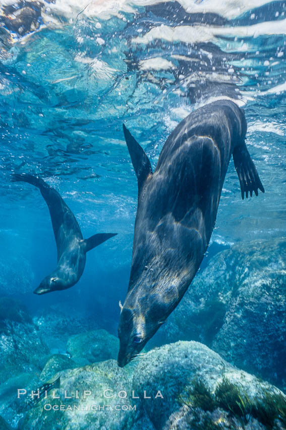 Guadalupe fur seal. Guadalupe Island (Isla Guadalupe), Baja California, Mexico, Arctocephalus townsendi, natural history stock photograph, photo id 02141