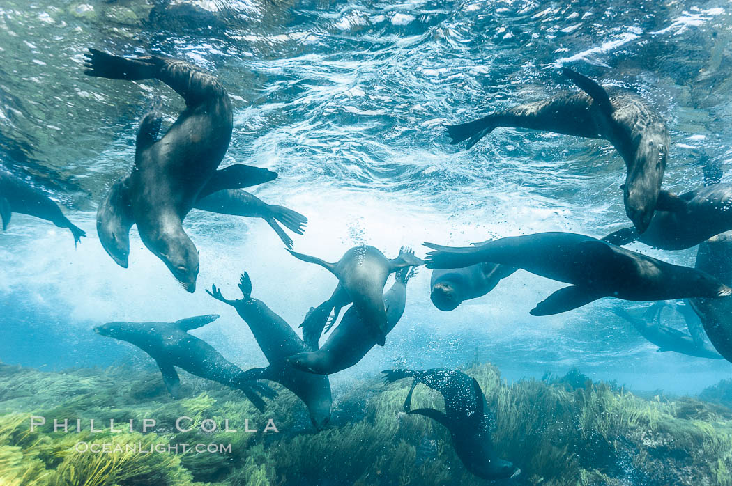 A group of juvenile and female Guadalupe fur seals rest and socialize over a shallow, kelp-covered reef.  During the summer mating season, a single adjult male will form a harem of females and continually patrol the underwater boundary of his territory, keeping the females near and intimidating other males from approaching. Guadalupe Island (Isla Guadalupe), Baja California, Mexico, Arctocephalus townsendi, natural history stock photograph, photo id 09686