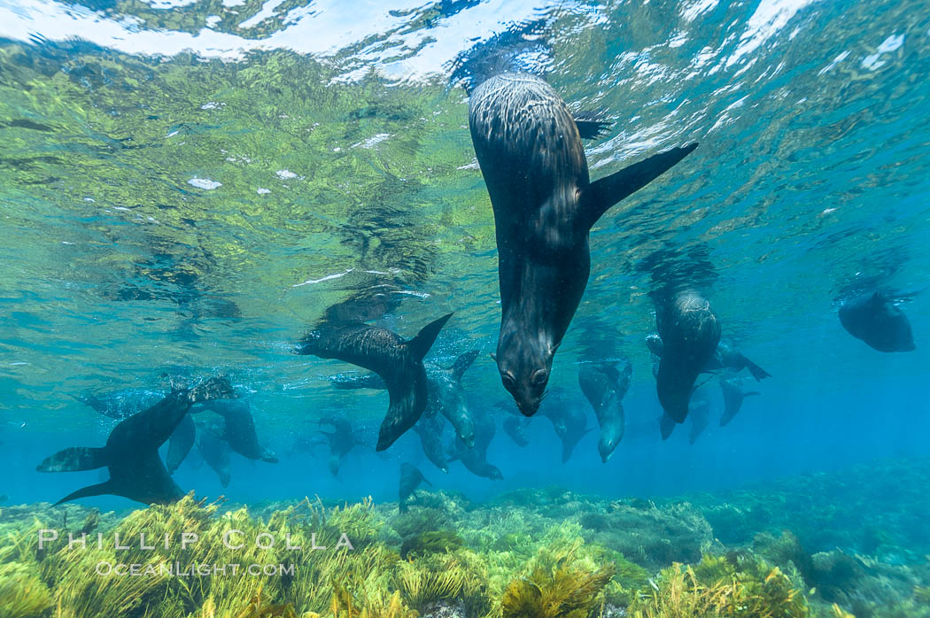 A group of juvenile and female Guadalupe fur seals rest and socialize over a shallow, kelp-covered reef.  During the summer mating season, a single adjult male will form a harem of females and continually patrol the underwater boundary of his territory, keeping the females near and intimidating other males from approaching. Guadalupe Island (Isla Guadalupe), Baja California, Mexico, Arctocephalus townsendi, natural history stock photograph, photo id 09698