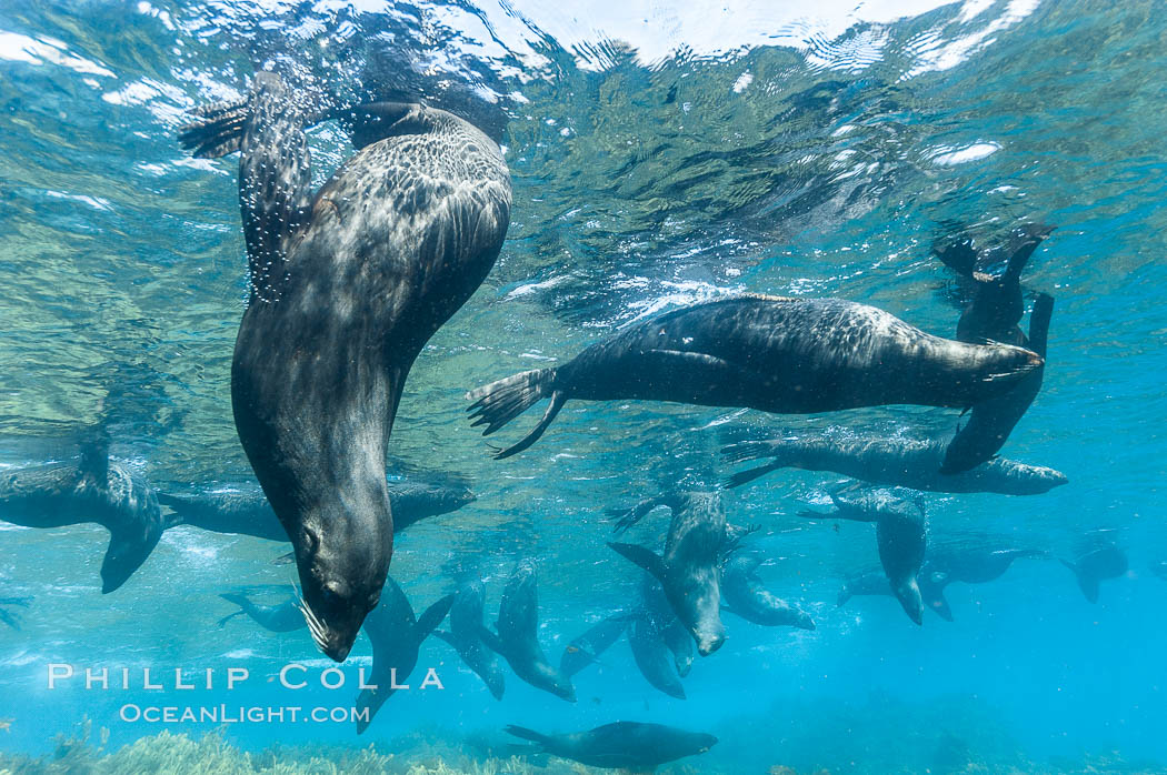 A group of juvenile and female Guadalupe fur seals rest and socialize over a shallow, kelp-covered reef.  K9726. Guadalupe Island (Isla Guadalupe), Baja California, Mexico, Arctocephalus townsendi, natural history stock photograph, photo id 09676