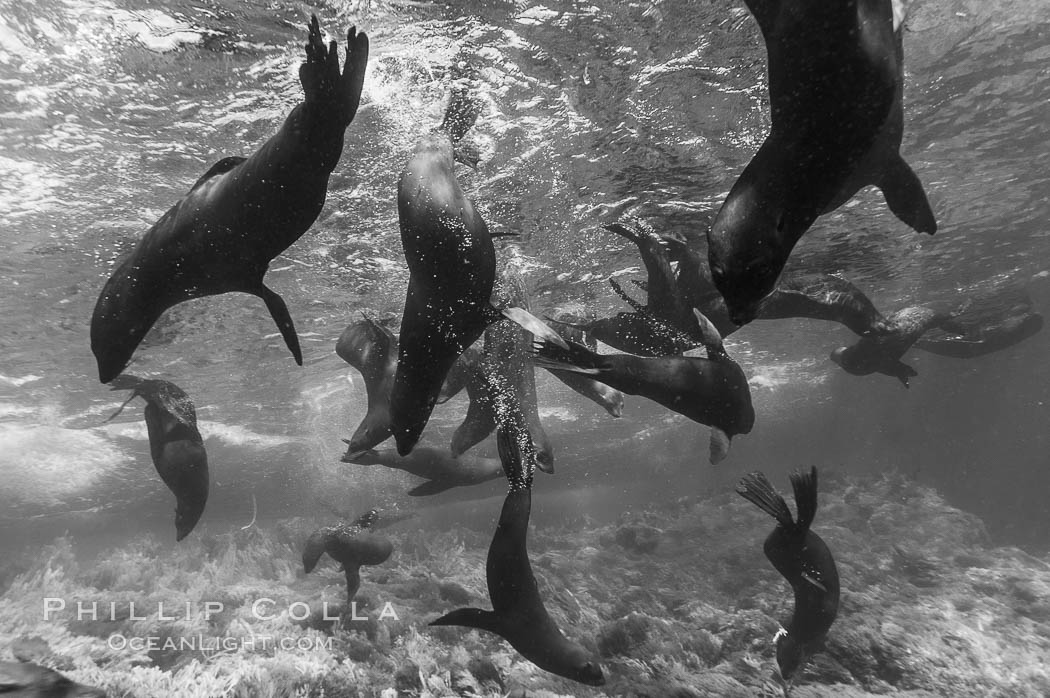 A group of juvenile and female Guadalupe fur seals rest and socialize over a shallow, kelp-covered reef.  During the summer mating season, a single adjult male will form a harem of females and continually patrol the underwater boundary of his territory, keeping the females near and intimidating other males from approaching. Guadalupe Island (Isla Guadalupe), Baja California, Mexico, Arctocephalus townsendi, natural history stock photograph, photo id 09695