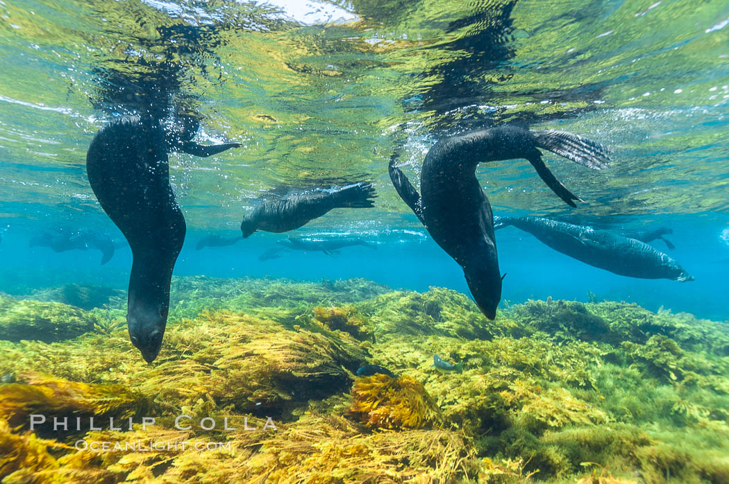 A group of juvenile and female Guadalupe fur seals rest and socialize over a shallow, kelp-covered reef.  During the summer mating season, a single adjult male will form a harem of females and continually patrol the underwater boundary of his territory, keeping the females near and intimidating other males from approaching, Arctocephalus townsendi, Stephanocystis dioica, Guadalupe Island (Isla Guadalupe)