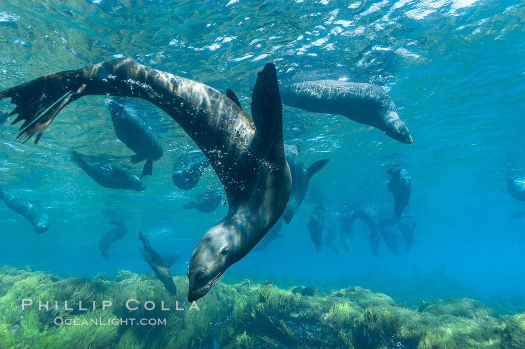 A group of juvenile and female Guadalupe fur seals rest and socialize over a shallow, kelp-covered reef.  During the summer mating season, a single adjult male will form a harem of females and continually patrol the underwater boundary of his territory, keeping the females near and intimidating other males from approaching. Guadalupe Island (Isla Guadalupe), Baja California, Mexico, Arctocephalus townsendi, natural history stock photograph, photo id 09693