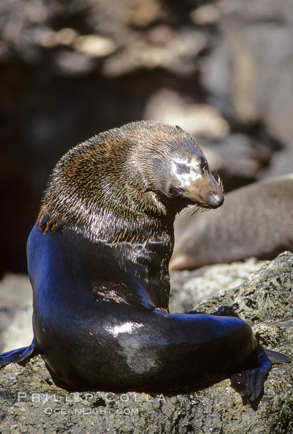 Guadalupe fur seal. Guadalupe Island (Isla Guadalupe), Baja California, Mexico, Arctocephalus townsendi, natural history stock photograph, photo id 10340