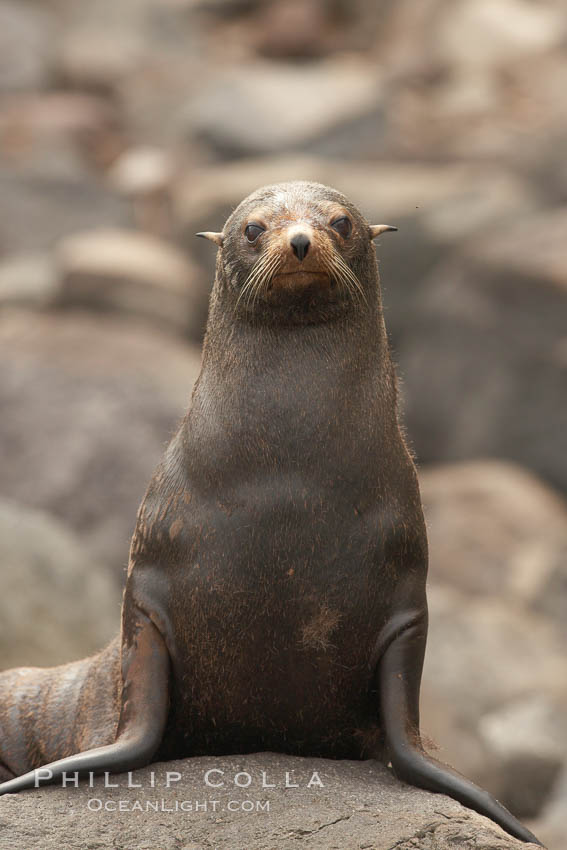 Guadalupe fur seal, hauled out upon volcanic rocks along the shoreline of Guadalupe Island. Guadalupe Island (Isla Guadalupe), Baja California, Mexico, Arctocephalus townsendi, natural history stock photograph, photo id 21352