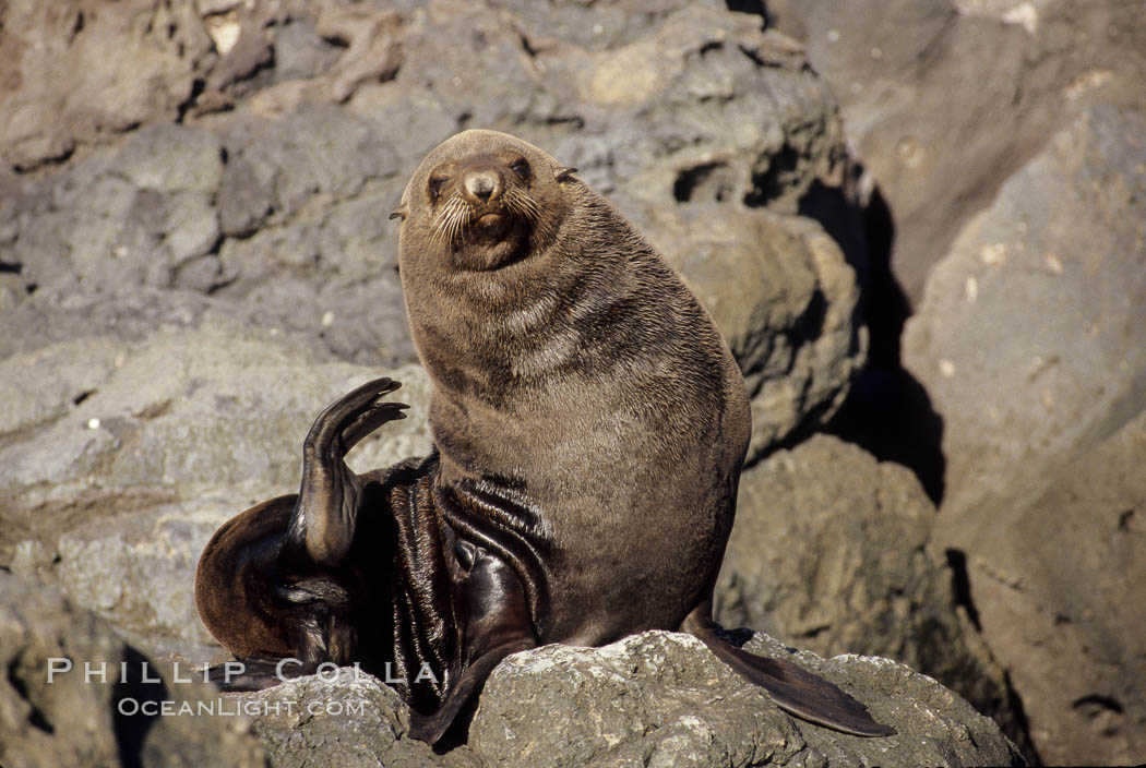 Guadalupe fur seal. Guadalupe Island (Isla Guadalupe), Baja California, Mexico, Arctocephalus townsendi, natural history stock photograph, photo id 10323