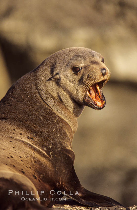 Guadalupe fur seal. Guadalupe Island (Isla Guadalupe), Baja California, Mexico, Arctocephalus townsendi, natural history stock photograph, photo id 10327