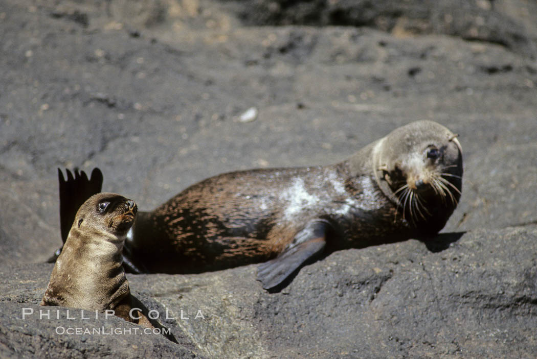Guadalupe fur seal. Guadalupe Island (Isla Guadalupe), Baja California, Mexico, Arctocephalus townsendi, natural history stock photograph, photo id 10331