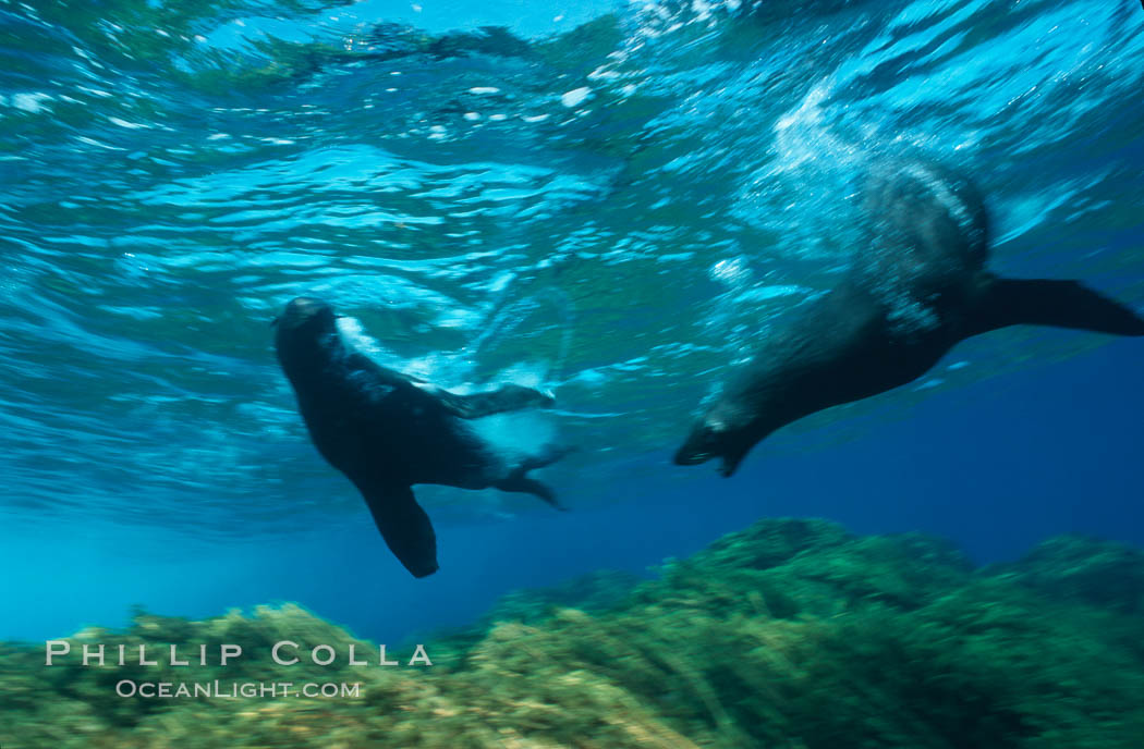 Guadalupe fur seal. Guadalupe Island (Isla Guadalupe), Baja California, Mexico, Arctocephalus townsendi, natural history stock photograph, photo id 02374