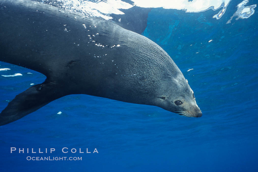 Adult male Guadalupe fur seal. Guadalupe Island (Isla Guadalupe), Baja California, Mexico, Arctocephalus townsendi, natural history stock photograph, photo id 03754