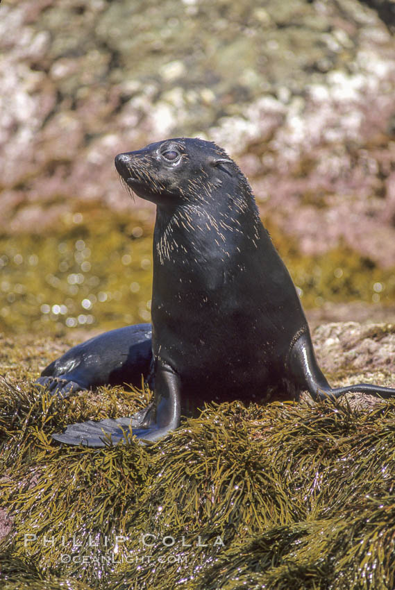 Guadalupe fur seal, Islas San Benito. San Benito Islands (Islas San Benito), Baja California, Mexico, Arctocephalus townsendi, natural history stock photograph, photo id 03758