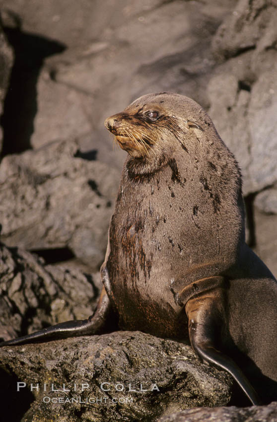 Guadalupe fur seal. Guadalupe Island (Isla Guadalupe), Baja California, Mexico, Arctocephalus townsendi, natural history stock photograph, photo id 10322