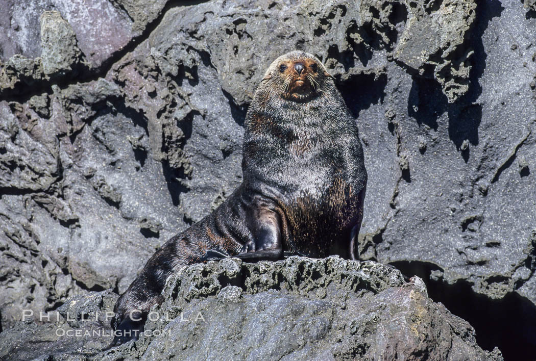 Guadalupe fur seal, adult male in territorial posture. Guadalupe Island (Isla Guadalupe), Baja California, Mexico, Arctocephalus townsendi, natural history stock photograph, photo id 03384