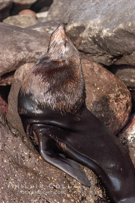 Adult male Guadalupe fur seal.  Note its chocolate-colored, dense, two-layered fur coat, for which it was formerly hunted to near extinction. Guadalupe Island (Isla Guadalupe), Baja California, Mexico, Arctocephalus townsendi, natural history stock photograph, photo id 09719