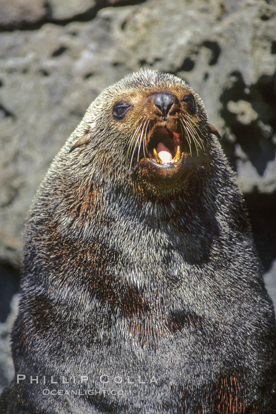 Adult male Guadalupe fur seal. Guadalupe Island (Isla Guadalupe), Baja California, Mexico, Arctocephalus townsendi, natural history stock photograph, photo id 03753