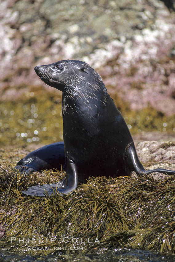 Guadalupe fur seal, Islas San Benito. San Benito Islands (Islas San Benito), Baja California, Mexico, Arctocephalus townsendi, natural history stock photograph, photo id 03757