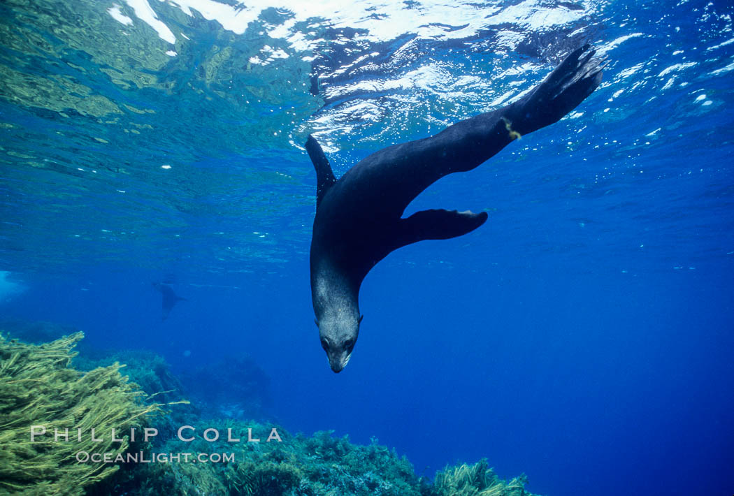 Guadalupe fur seal. Guadalupe Island (Isla Guadalupe), Baja California, Mexico, Arctocephalus townsendi, natural history stock photograph, photo id 10348