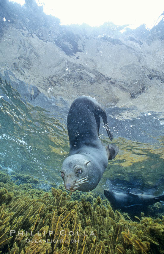 Guadalupe fur seal. Guadalupe Island (Isla Guadalupe), Baja California, Mexico, Arctocephalus townsendi, natural history stock photograph, photo id 10357