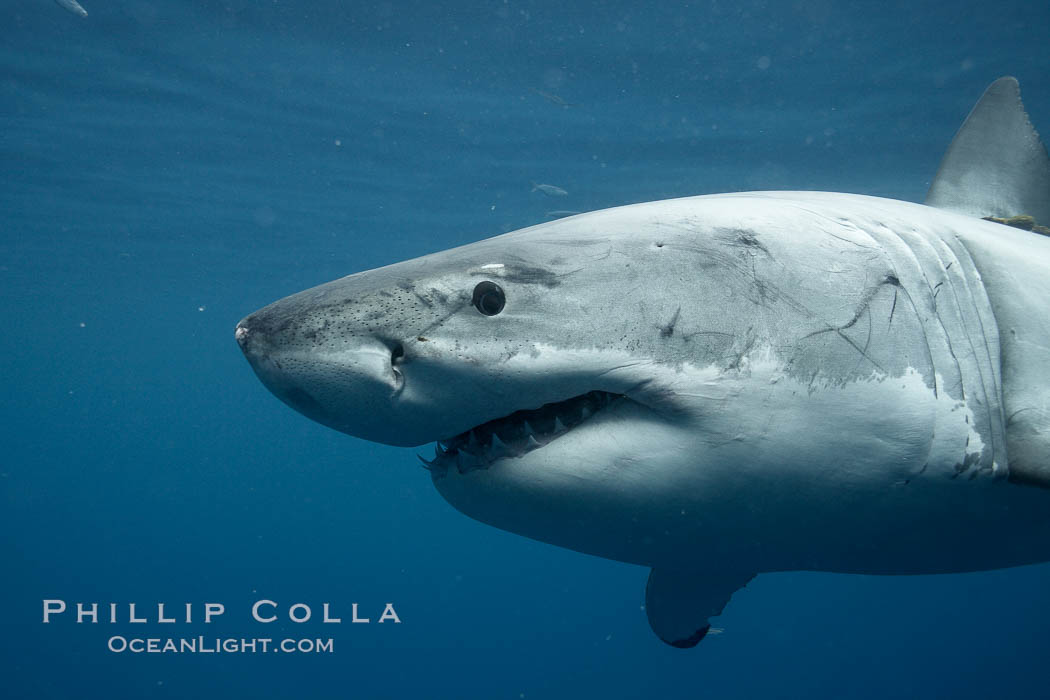 Great white shark, underwater., Carcharodon carcharias, natural history stock photograph, photo id 21434