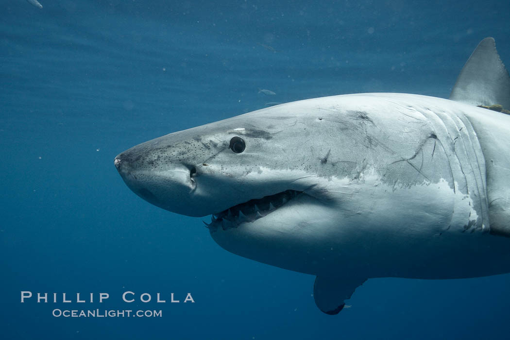 Great white shark, underwater. Guadalupe Island (Isla Guadalupe), Baja California, Mexico, Carcharodon carcharias, natural history stock photograph, photo id 21434