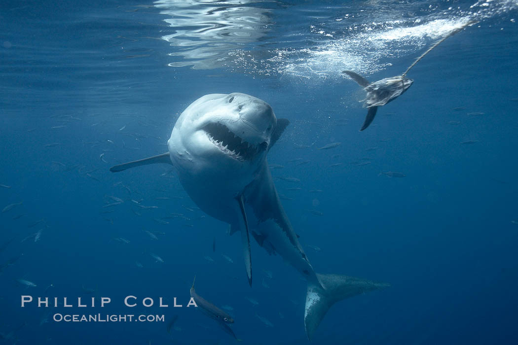 Great white shark, underwater. Guadalupe Island (Isla Guadalupe), Baja California, Mexico, Carcharodon carcharias, natural history stock photograph, photo id 21450