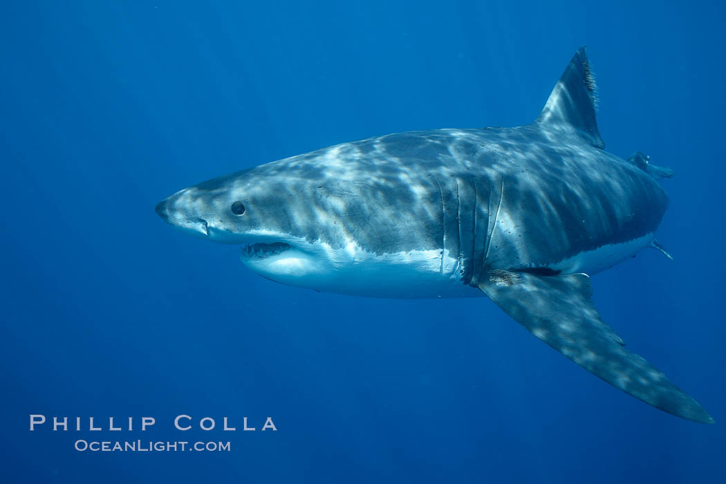 Great white shark, underwater. Guadalupe Island (Isla Guadalupe), Baja California, Mexico, Carcharodon carcharias, natural history stock photograph, photo id 21462