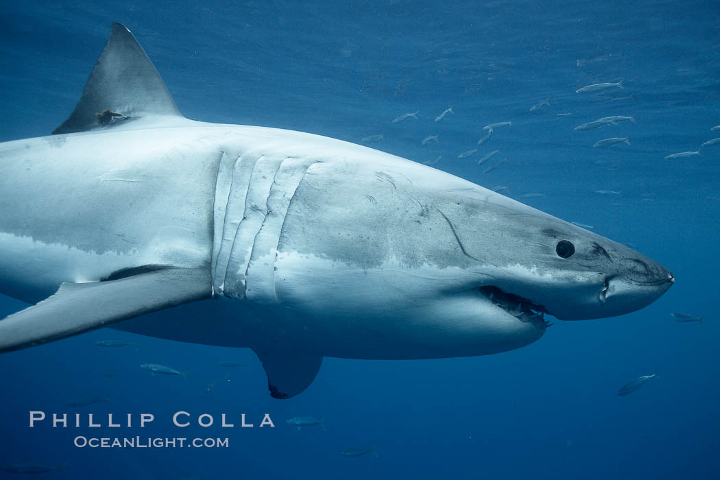 Great white shark, underwater. Guadalupe Island (Isla Guadalupe), Baja California, Mexico, Carcharodon carcharias, natural history stock photograph, photo id 21432