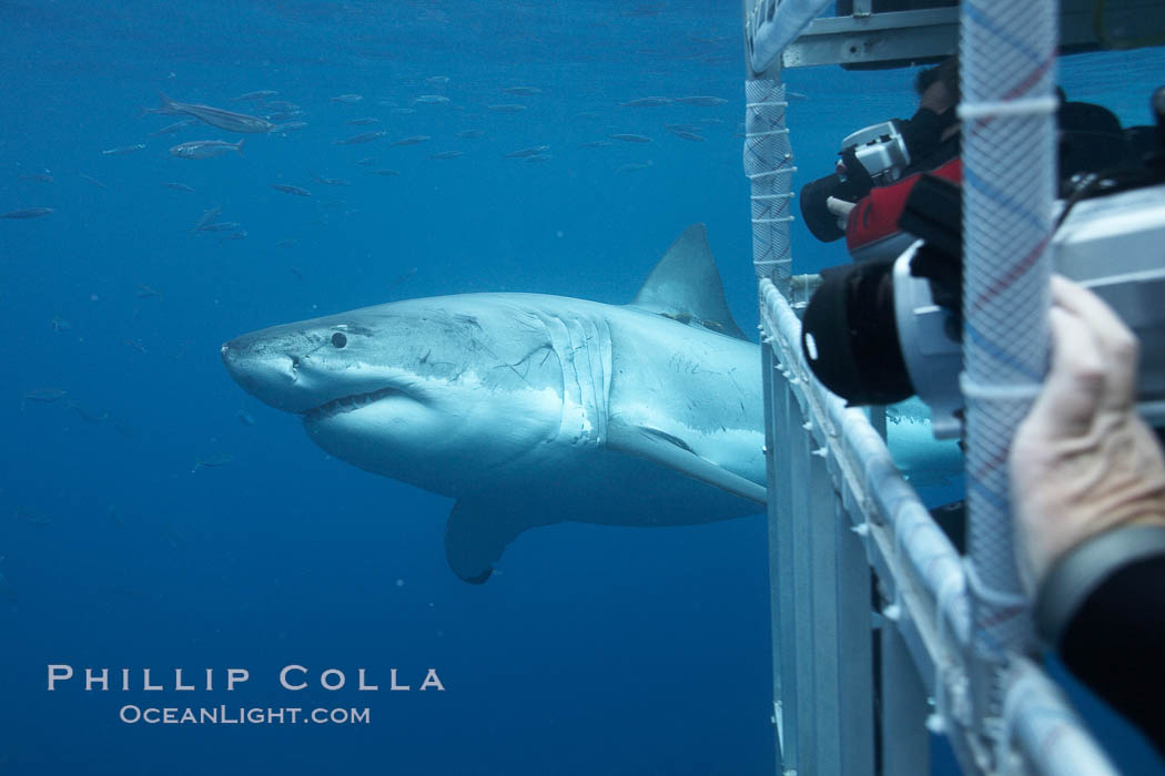 Great white shark passes by a shark cage as divers videotape and photograph the shark., Carcharodon carcharias, natural history stock photograph, photo id 21436