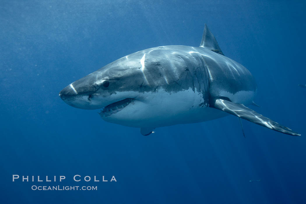 Great white shark, underwater. Guadalupe Island (Isla Guadalupe), Baja California, Mexico, Carcharodon carcharias, natural history stock photograph, photo id 21460