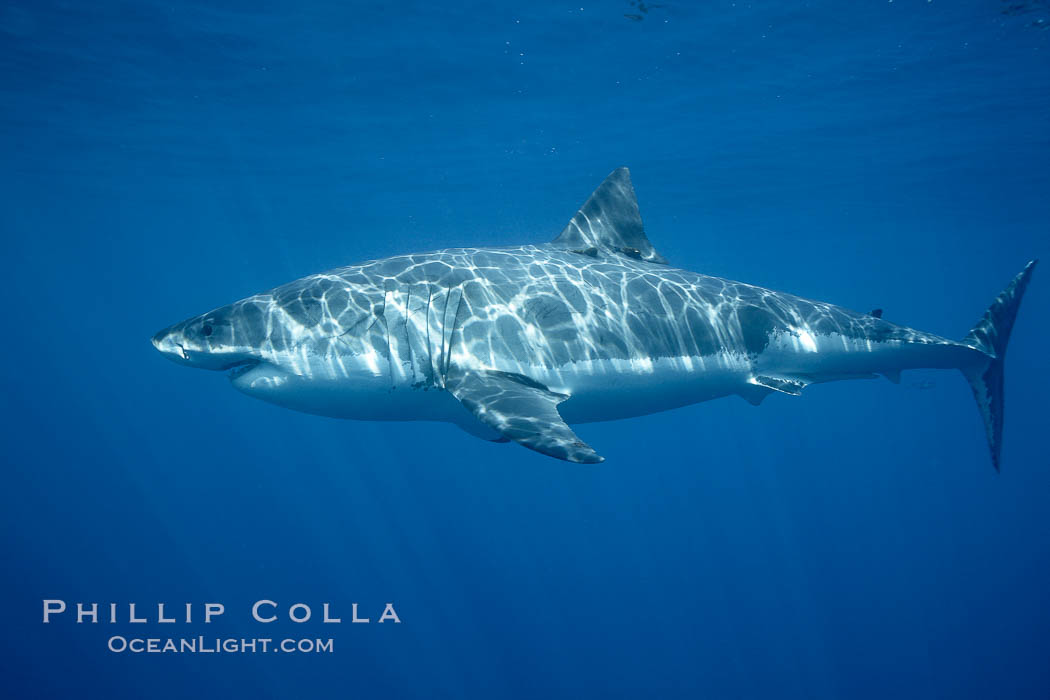 Great white shark, underwater. Guadalupe Island (Isla Guadalupe), Baja California, Mexico, Carcharodon carcharias, natural history stock photograph, photo id 21464