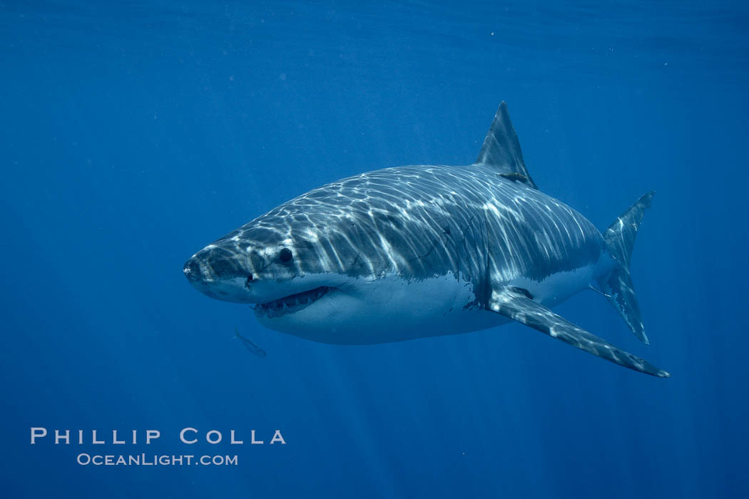 Great white shark, underwater. Guadalupe Island (Isla Guadalupe), Baja California, Mexico, Carcharodon carcharias, natural history stock photograph, photo id 21423