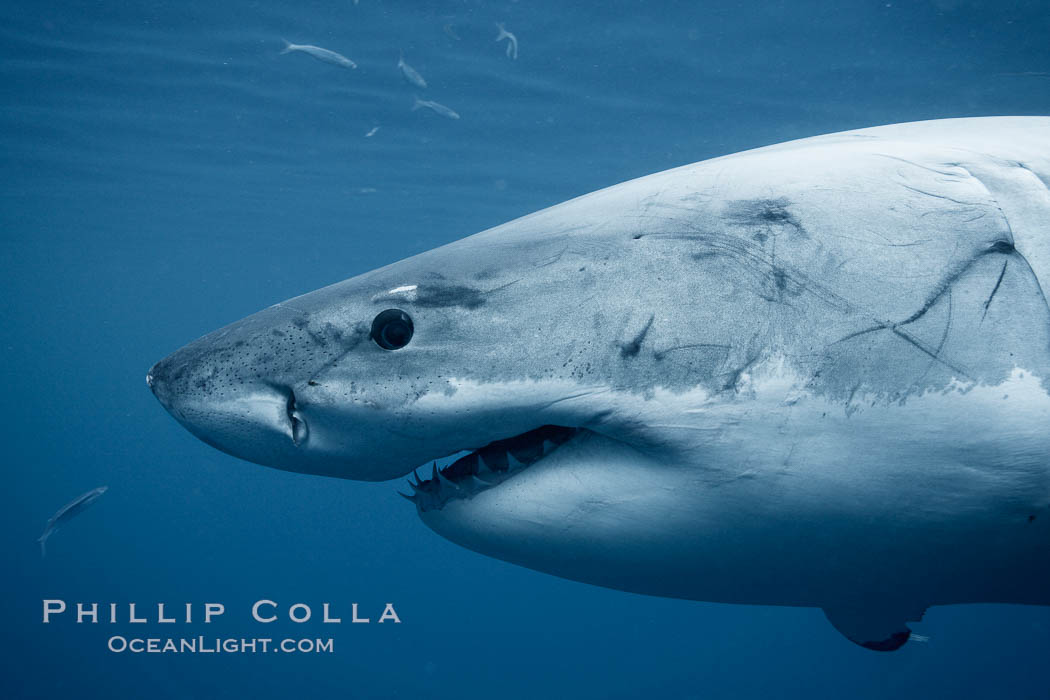 Great white shark, underwater., Carcharodon carcharias, natural history stock photograph, photo id 21435