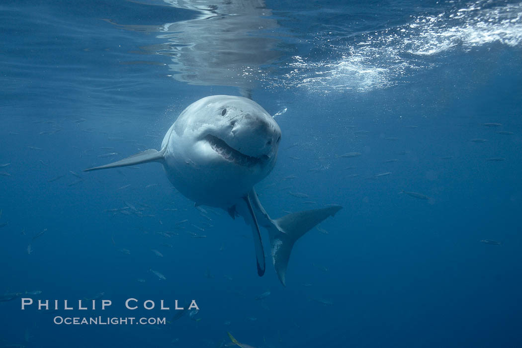 Great white shark, underwater., Carcharodon carcharias, natural history stock photograph, photo id 21451