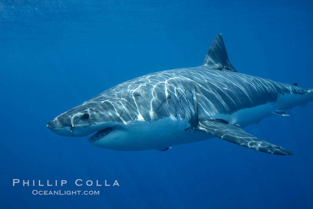 Great white shark, underwater., Carcharodon carcharias, natural history stock photograph, photo id 21459