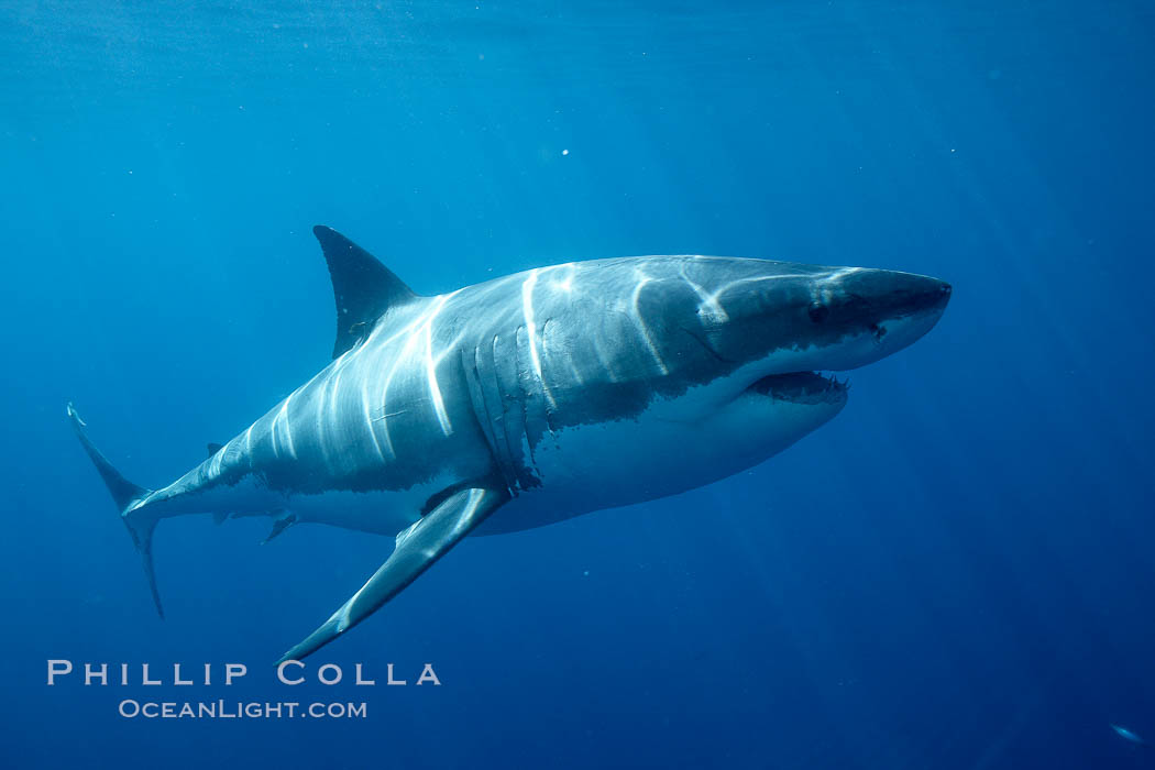 Great white shark, underwater. Guadalupe Island (Isla Guadalupe), Baja California, Mexico, Carcharodon carcharias, natural history stock photograph, photo id 21463