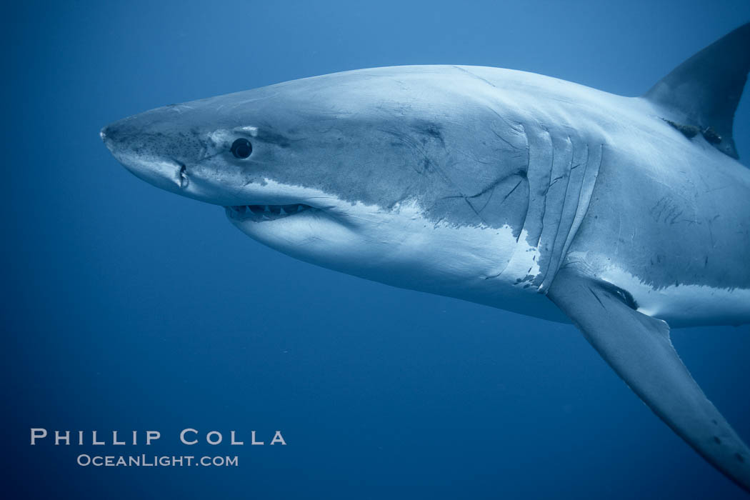 Great white shark, underwater., Carcharodon carcharias, natural history stock photograph, photo id 21425