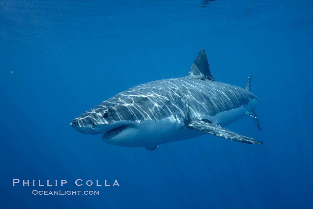 Great white shark, underwater., Carcharodon carcharias, natural history stock photograph, photo id 21457