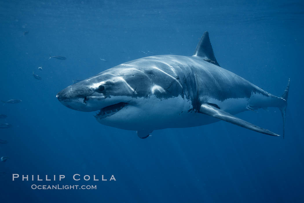 Great white shark, underwater., Carcharodon carcharias, natural history stock photograph, photo id 21461