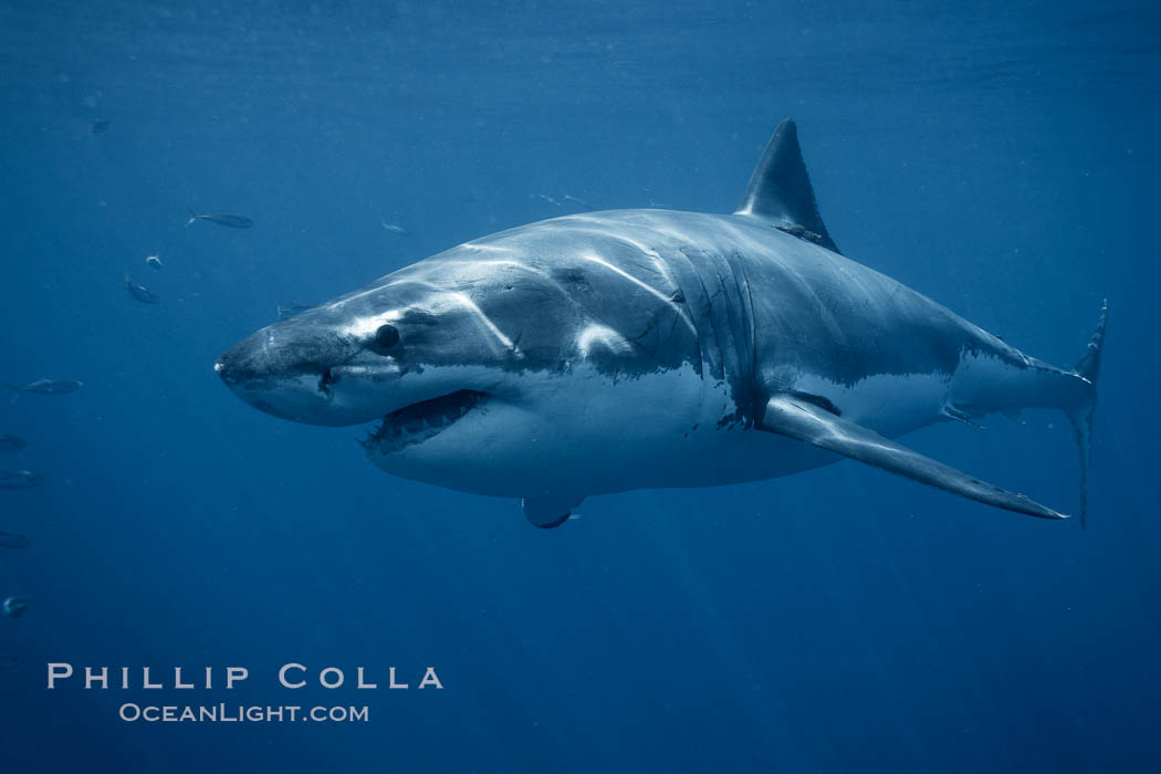 Great white shark, underwater. Guadalupe Island (Isla Guadalupe), Baja California, Mexico, Carcharodon carcharias, natural history stock photograph, photo id 21461