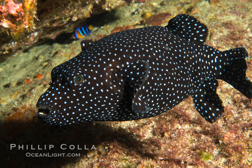 Guineafowl puffer fish, black phase. Isla San Diego, Baja California, Mexico, natural history stock photograph, photo id 33541