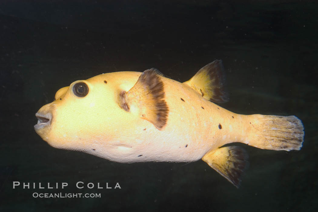 Guineafowl puffer, golden phase., Arothron meleagris, natural history stock photograph, photo id 07916