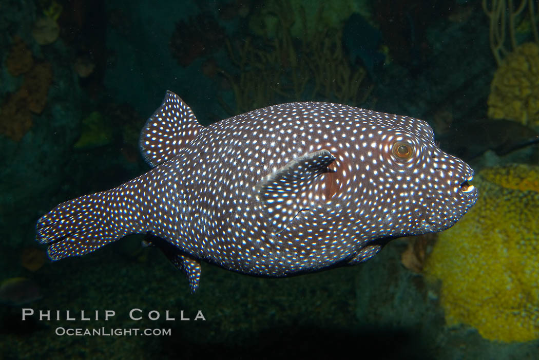 Guineafowl puffer, black phase., Arothron meleagris, natural history stock photograph, photo id 12907